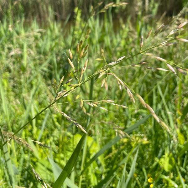 Glanshaver (Arrhenatherum elatius)